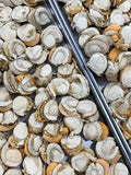 凍乾日本帶子 | Freeze-dried Japanese Scallops